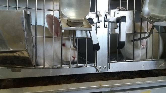 اتاق نگهداری حیوانات آزمایشگاهی خرگوش